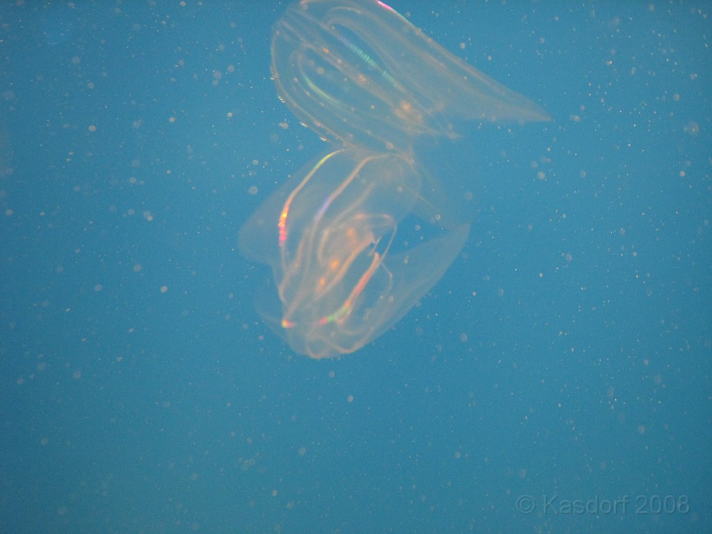 Baltimore MD 2009 1230.jpg - A 4th of July trip to Washington DC in 2009 included a stop in Baltimore MD to see the National Aquarium.